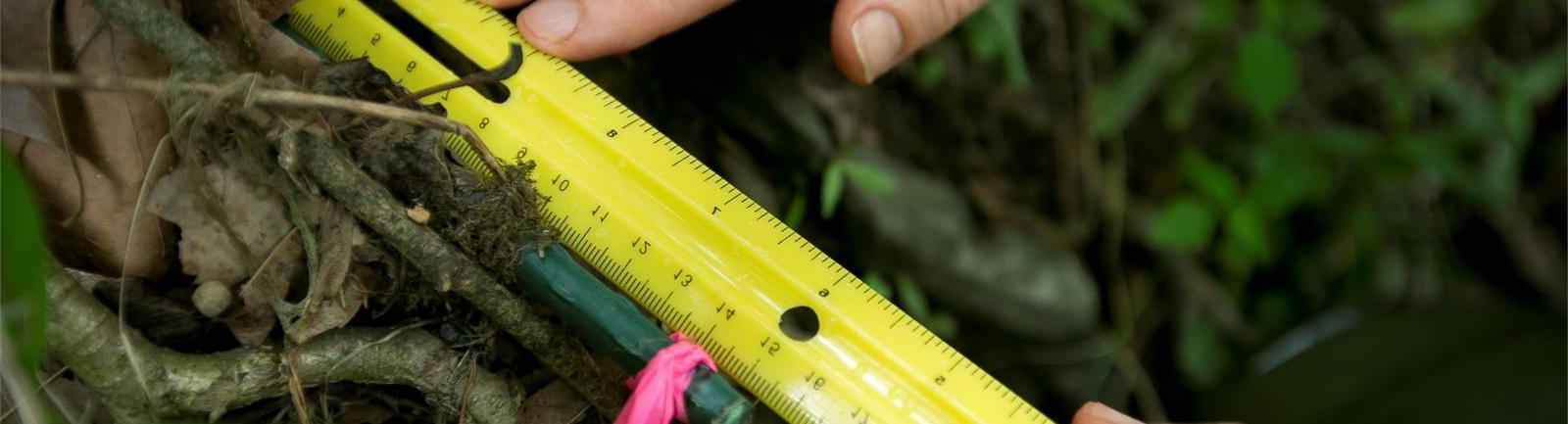 Temple student outside in nature measuring a marker amongst plants and vines.